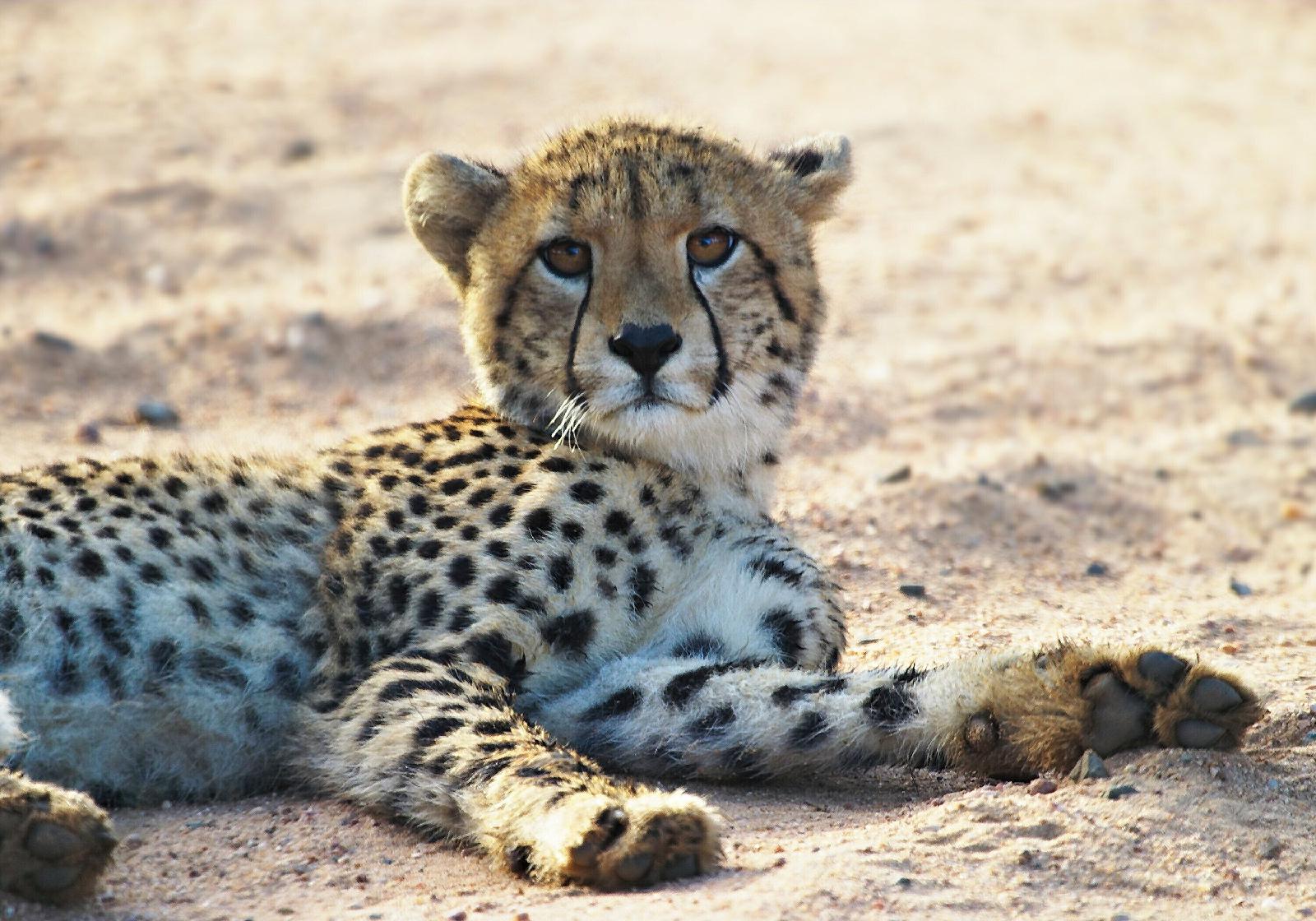 Plains Camp @ Rhino Walking Safaris