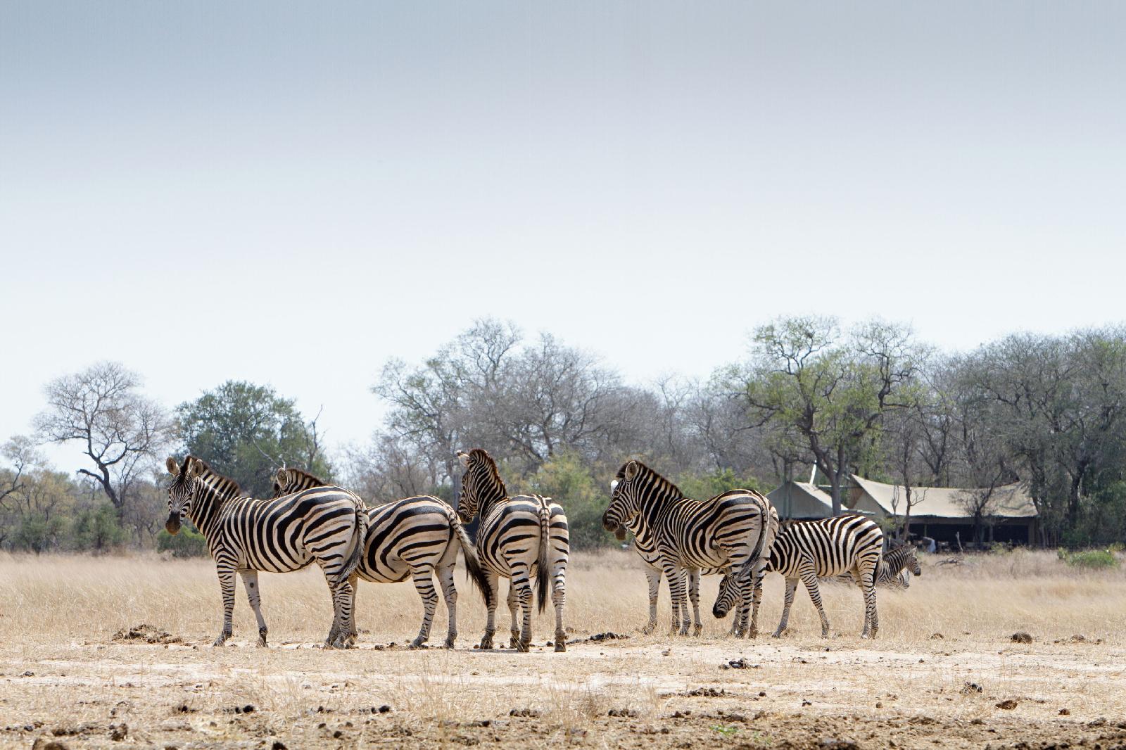 Plains Camp @ Rhino Walking Safaris