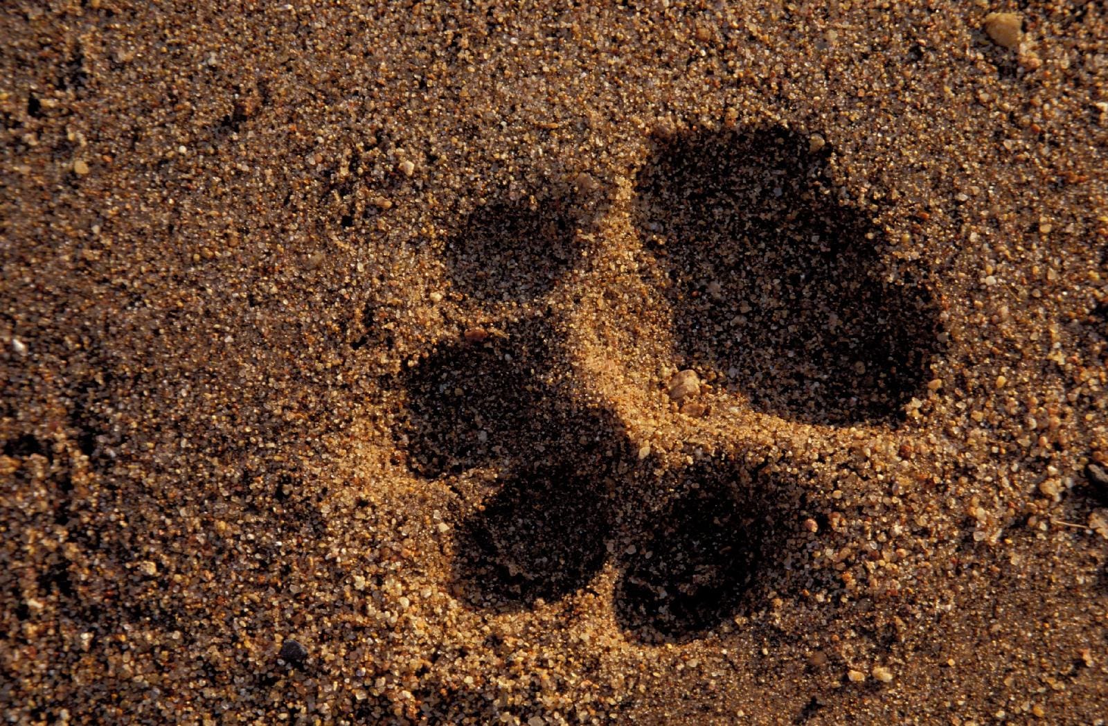 Plains Camp @ Rhino Walking Safaris