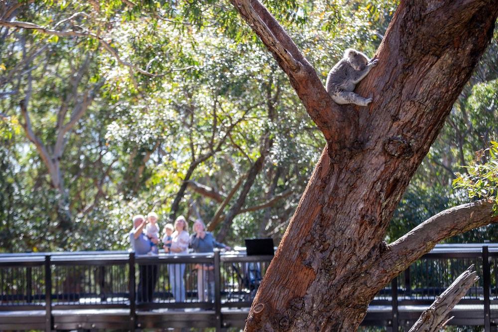 Port Stephens Treescape