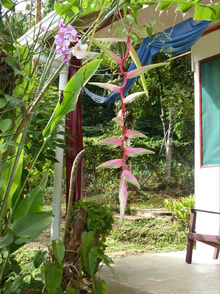 Cabinas Casa Miriam Drake Bay