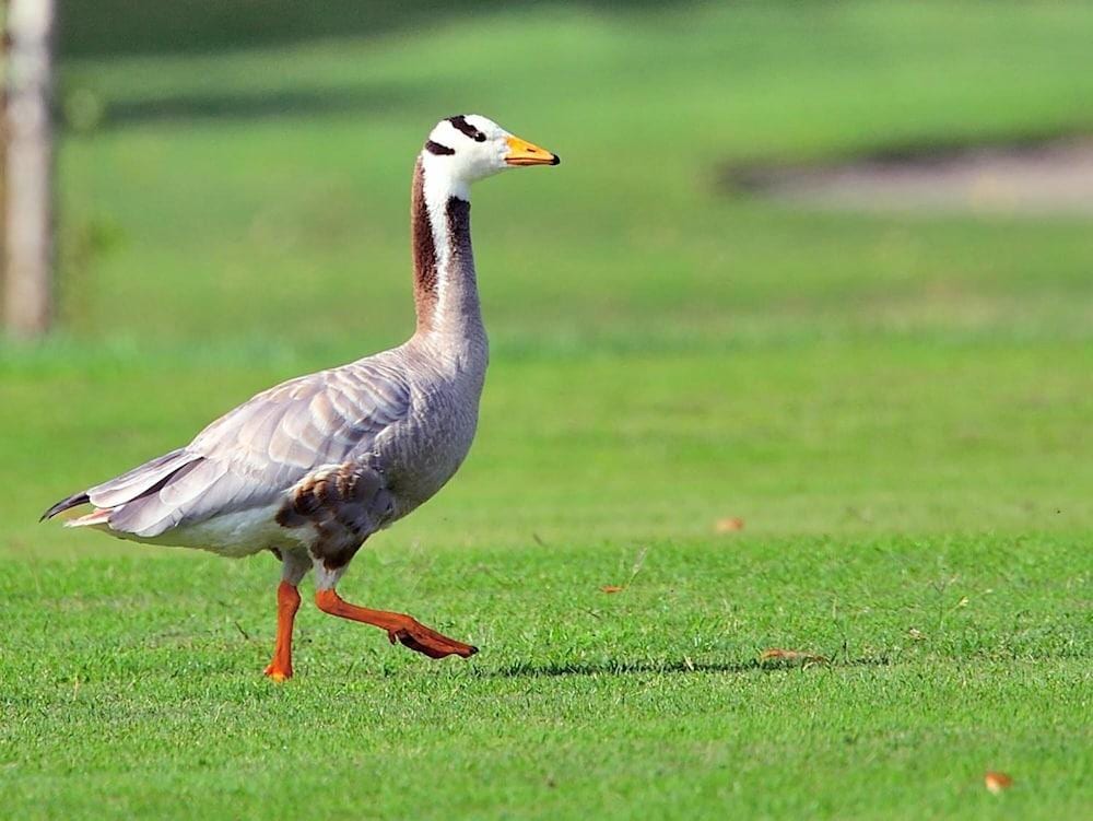 The Golf Club Padova Guest House