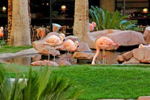 Flamingo Hotel
