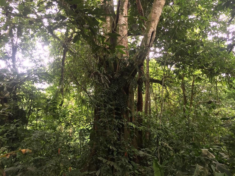 Cinco Ceibas Rainforest Reserve and Adventure Park