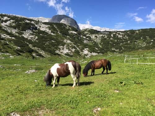 Gjaid Alm