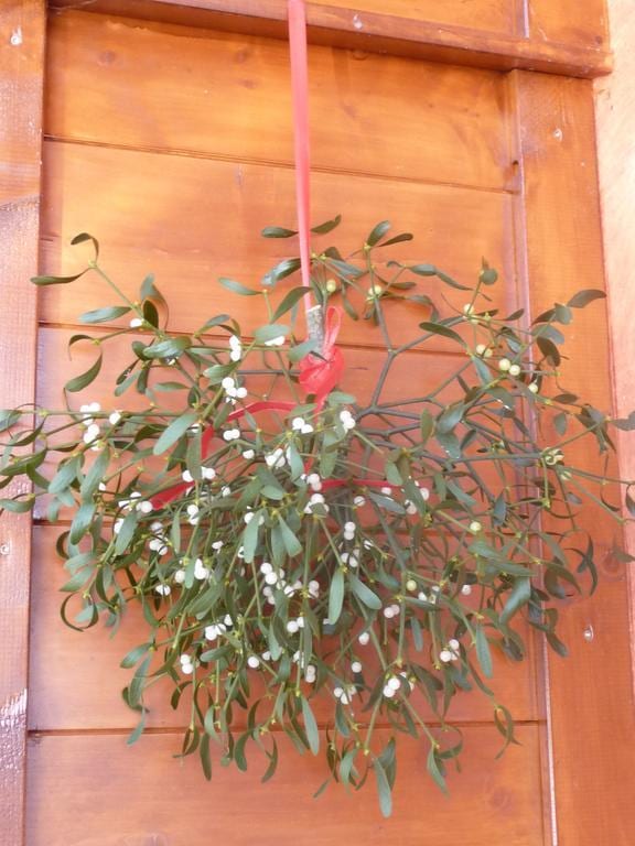 Haus Rosenrot