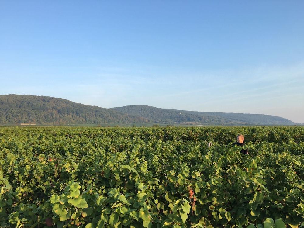 Alter Winzerhof Weisenheim Am Berg E.k.