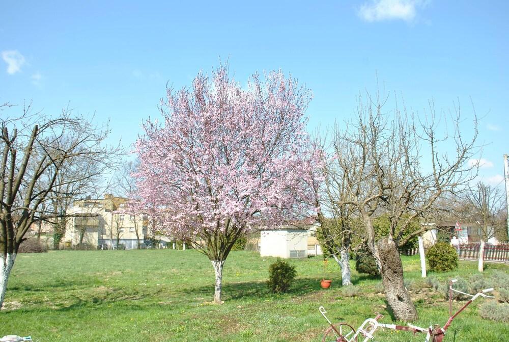 Suncani Apartments