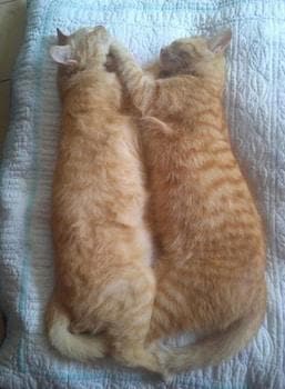 Au Chat Ronfleur