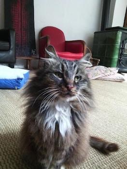 Au Chat Ronfleur