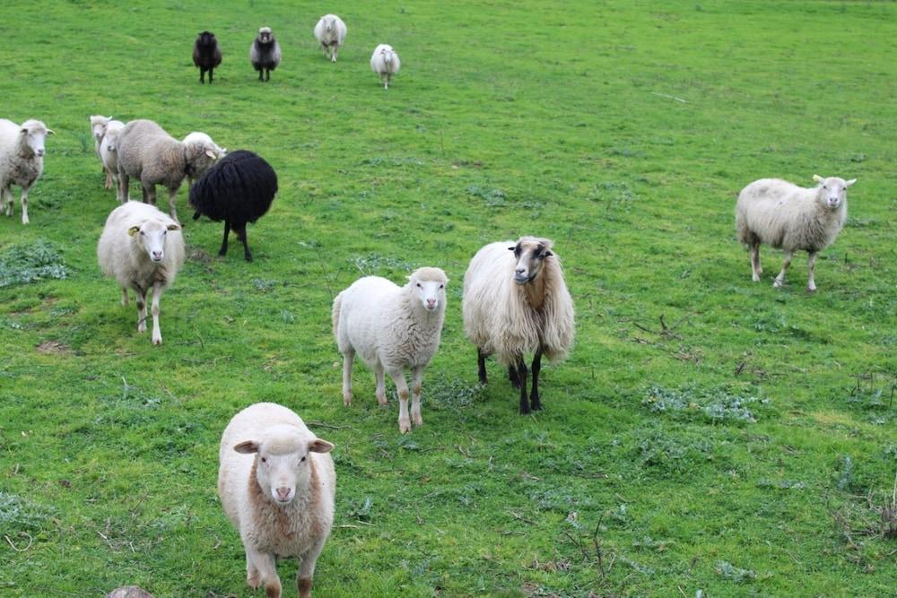 Les Bergeries d'Alata