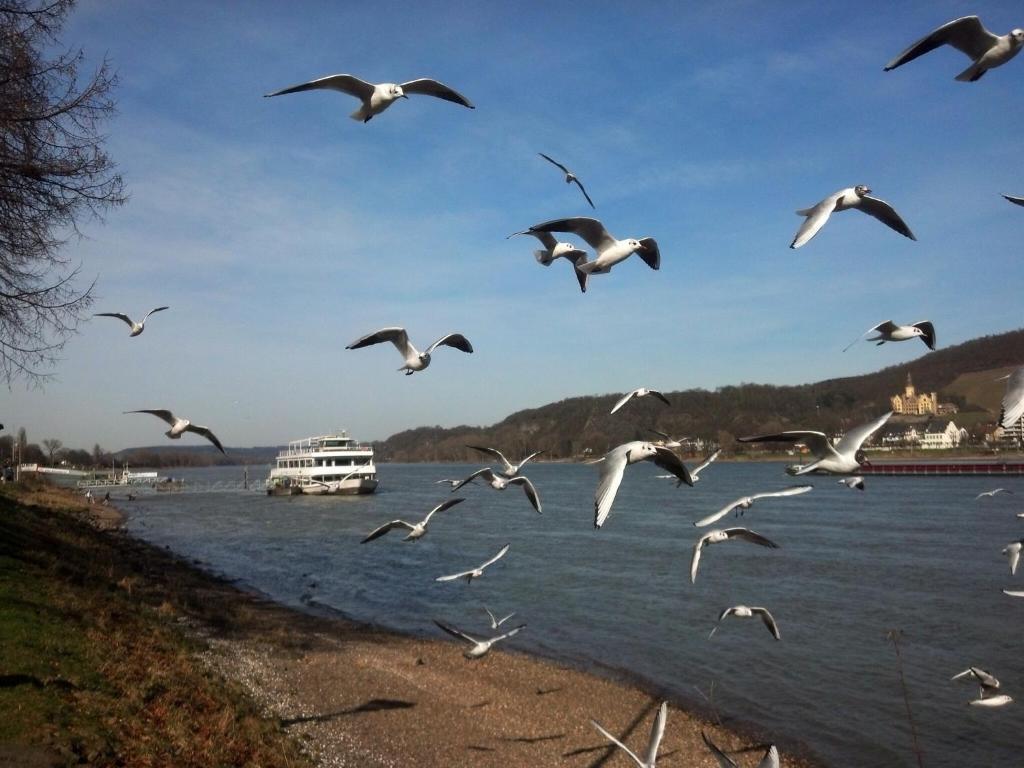 Rheinischer Hof