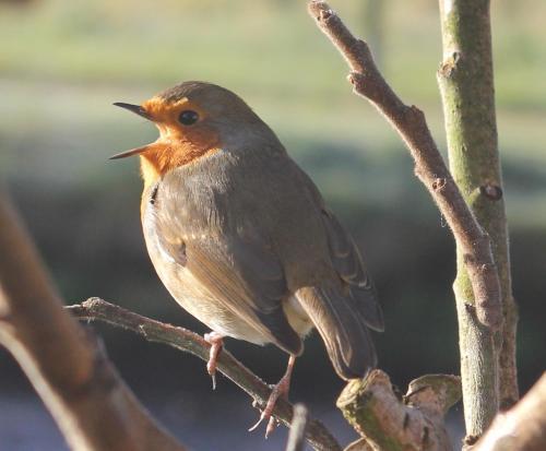 Bayview Farm Holiday Cottages