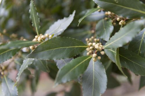 The Bay Tree
