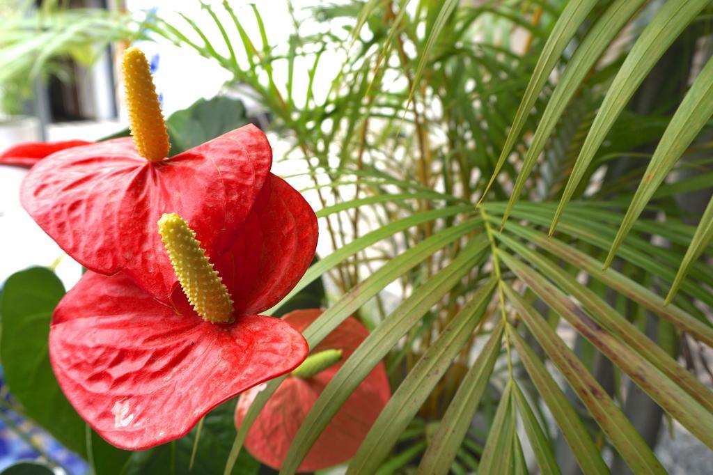 Holland Lodge Paramaribo