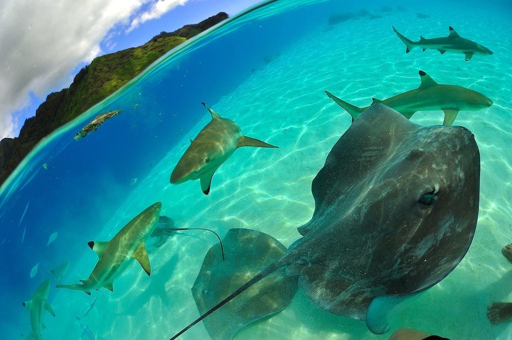 Tahiti Sail and Dive