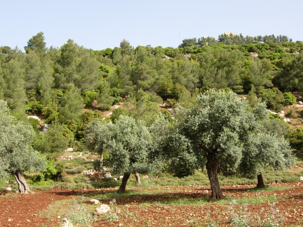 Ajloun Hotel