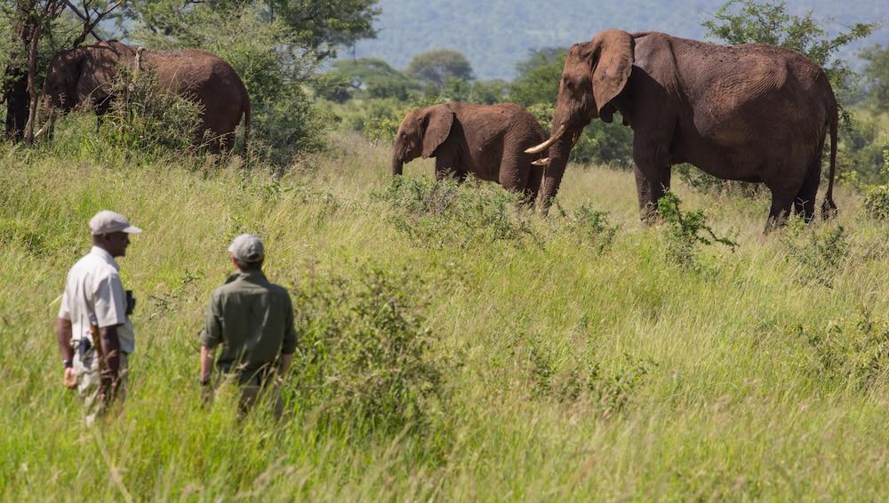 Tarangire Treetops