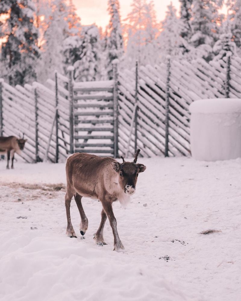 Northern Lights Ranch