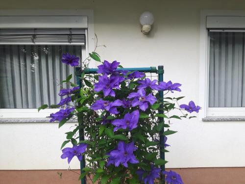 Apartmaji Sobe Ravbar