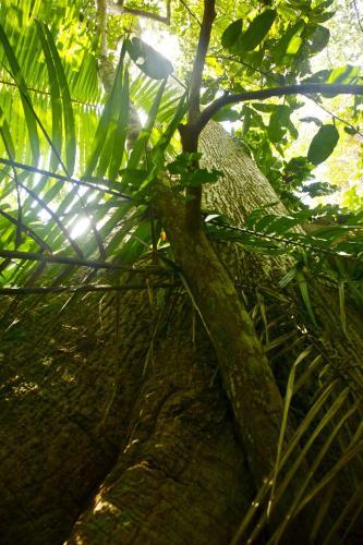Cabinas Los Laureles