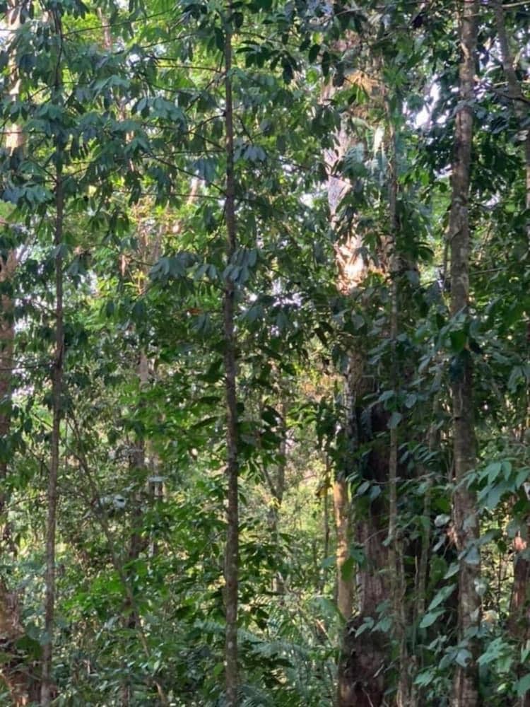 Cabinas Los Laureles