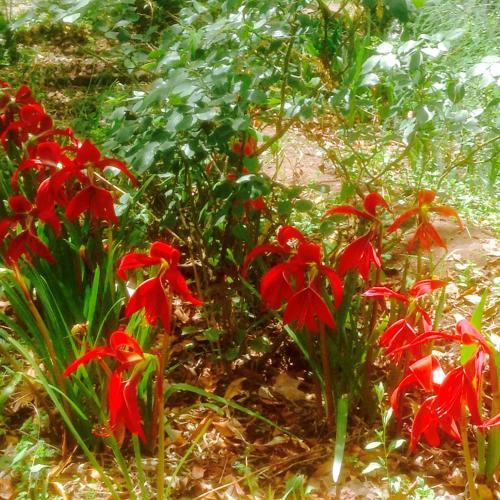 Hospedaje Venka Urubamba