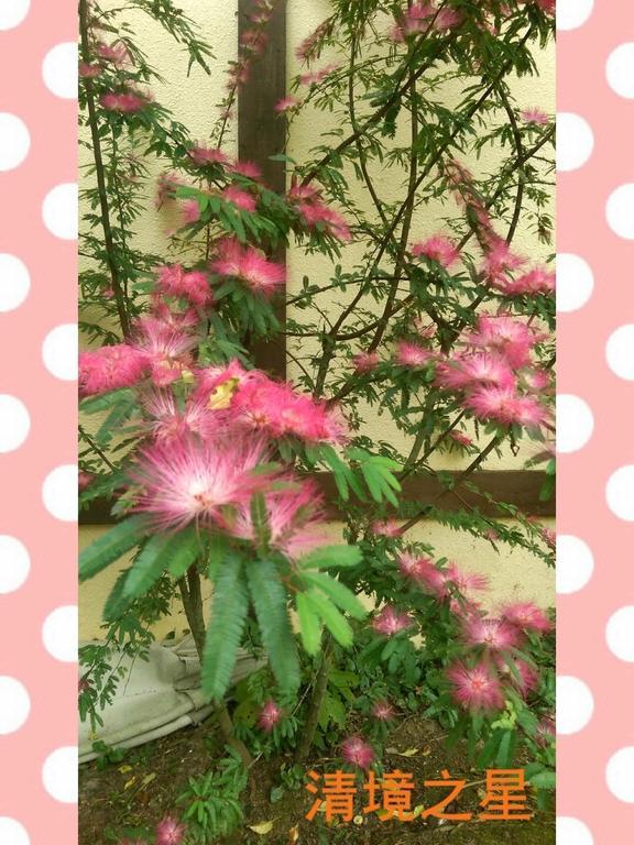 Nantou Chingjing Star Homestay B&B