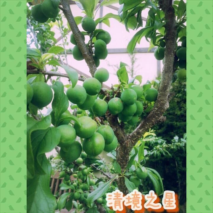 Nantou Chingjing Star Homestay B&B