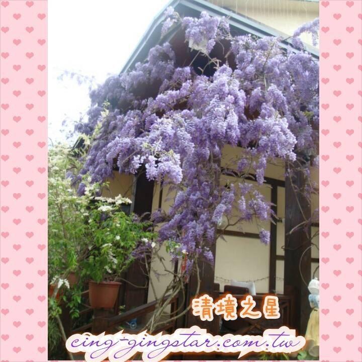 Nantou Chingjing Star Homestay B&B