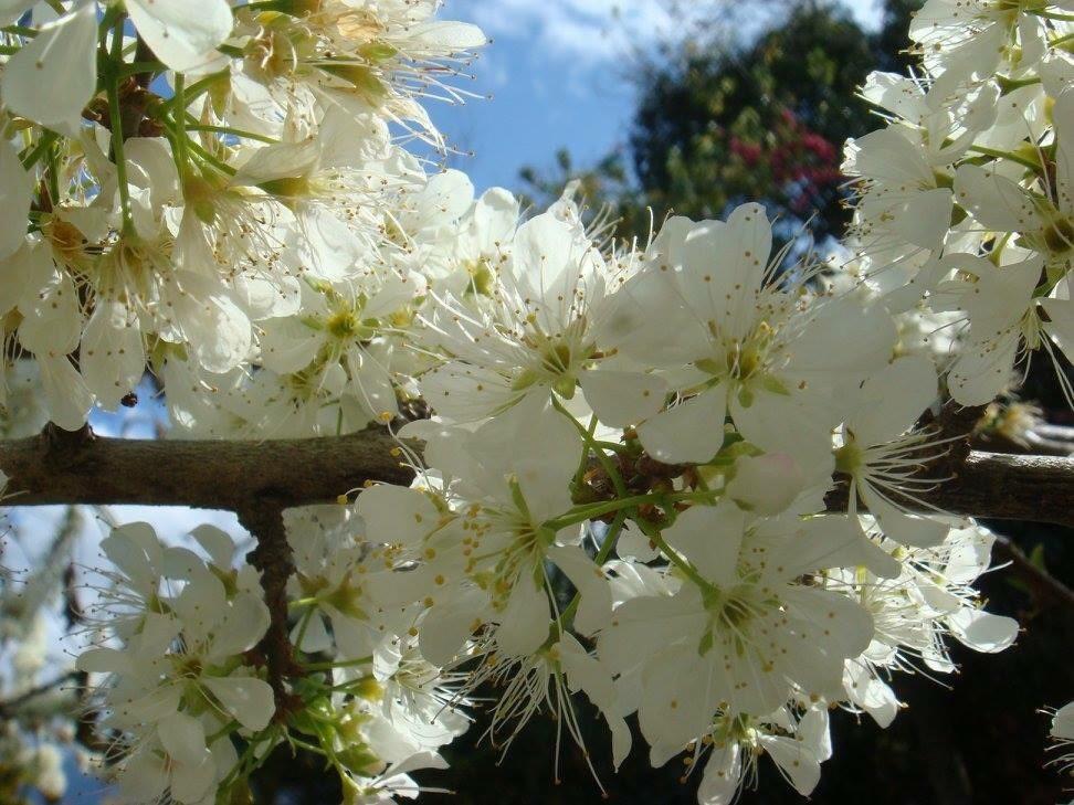 Nantou Chingjing Star Homestay B&B