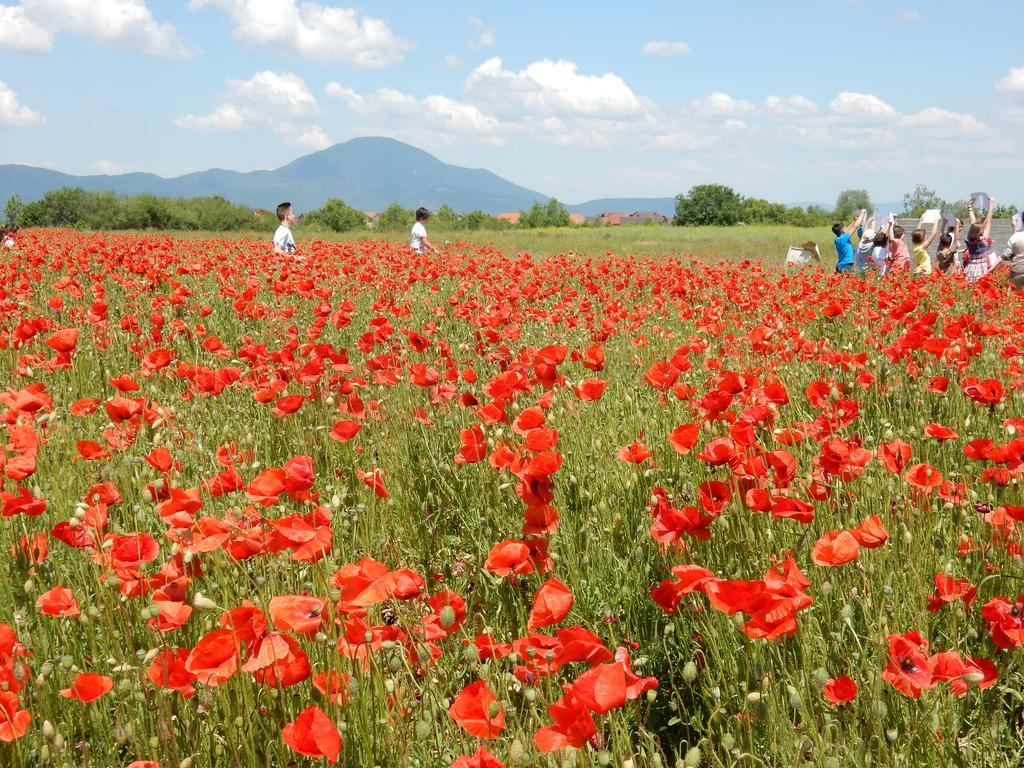 Pensiunea Cetatea Craiului
