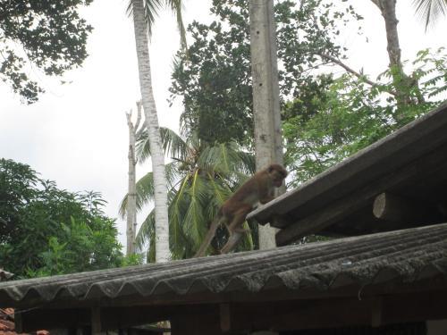 Nature Inn