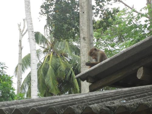 Nature Inn
