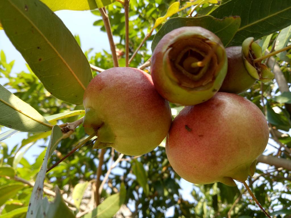 Ben Tre Farm Stay