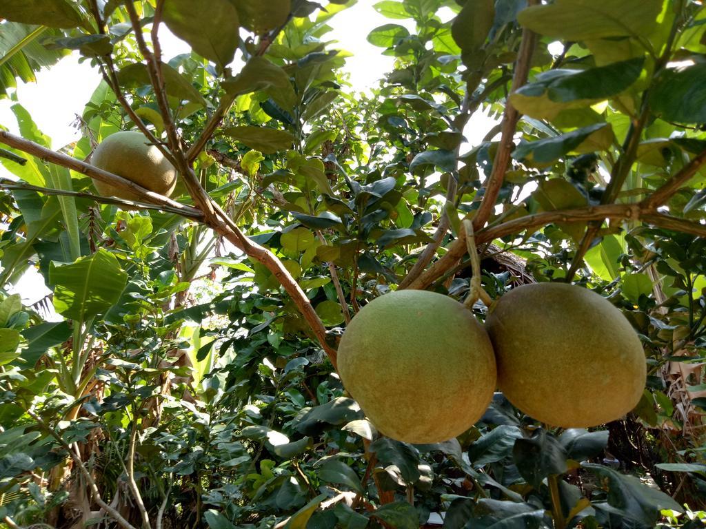 Ben Tre Farm Stay