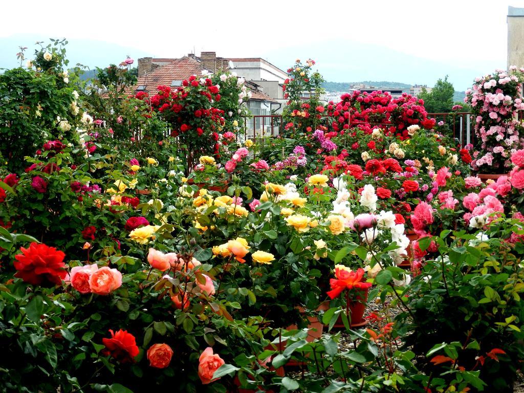 Hotel Roza