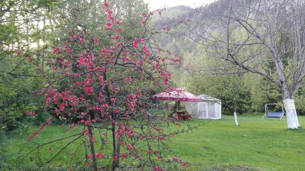 Pensiunea Alpin