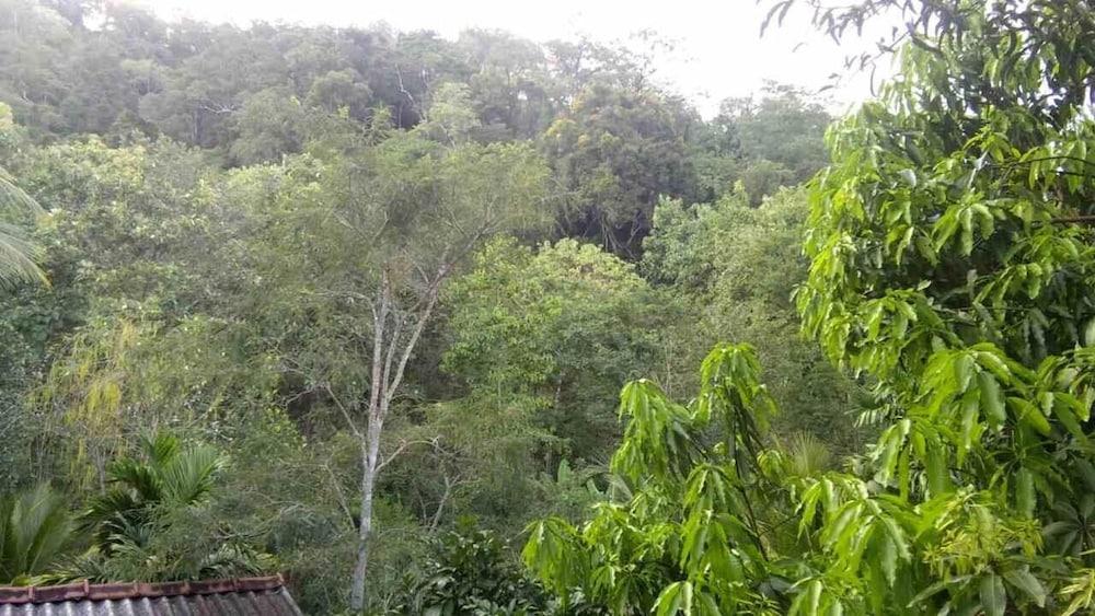 Mango Tree Rooms
