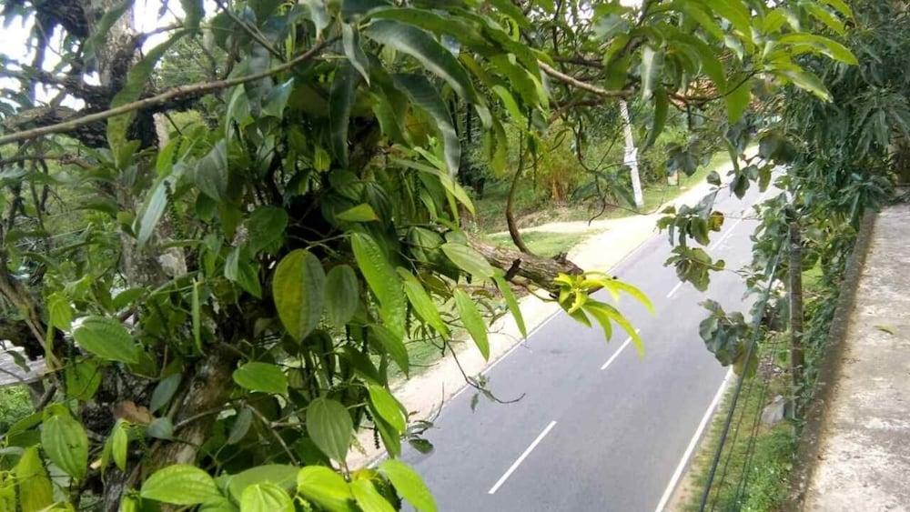 Mango Tree Rooms
