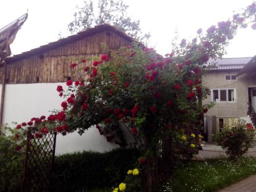 Pensiunea Andra's House