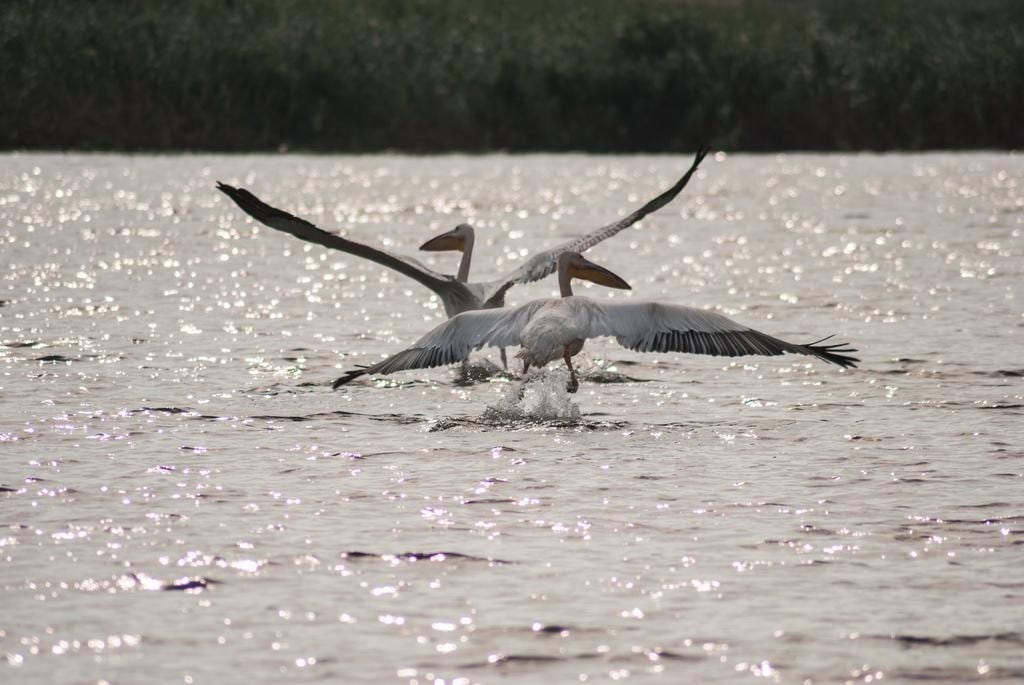 Delta Nature Resort