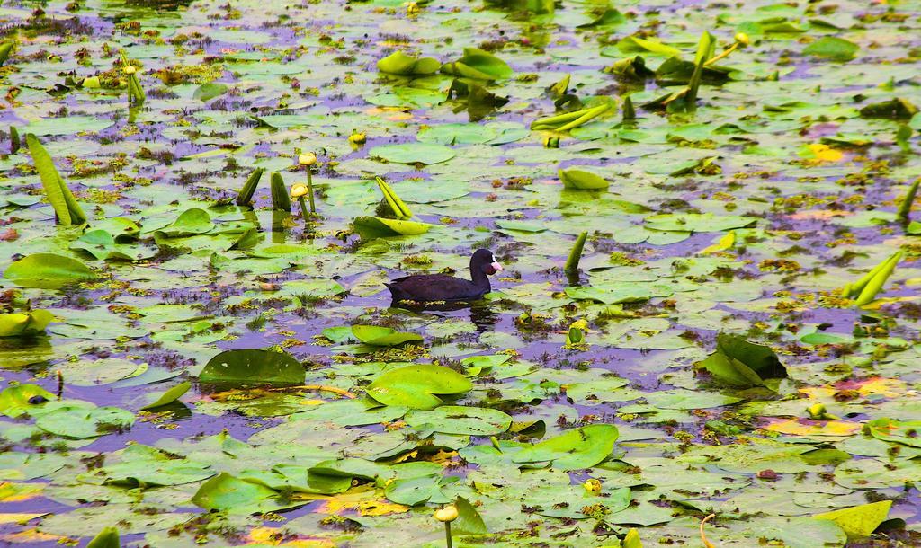 Delta Nature Resort