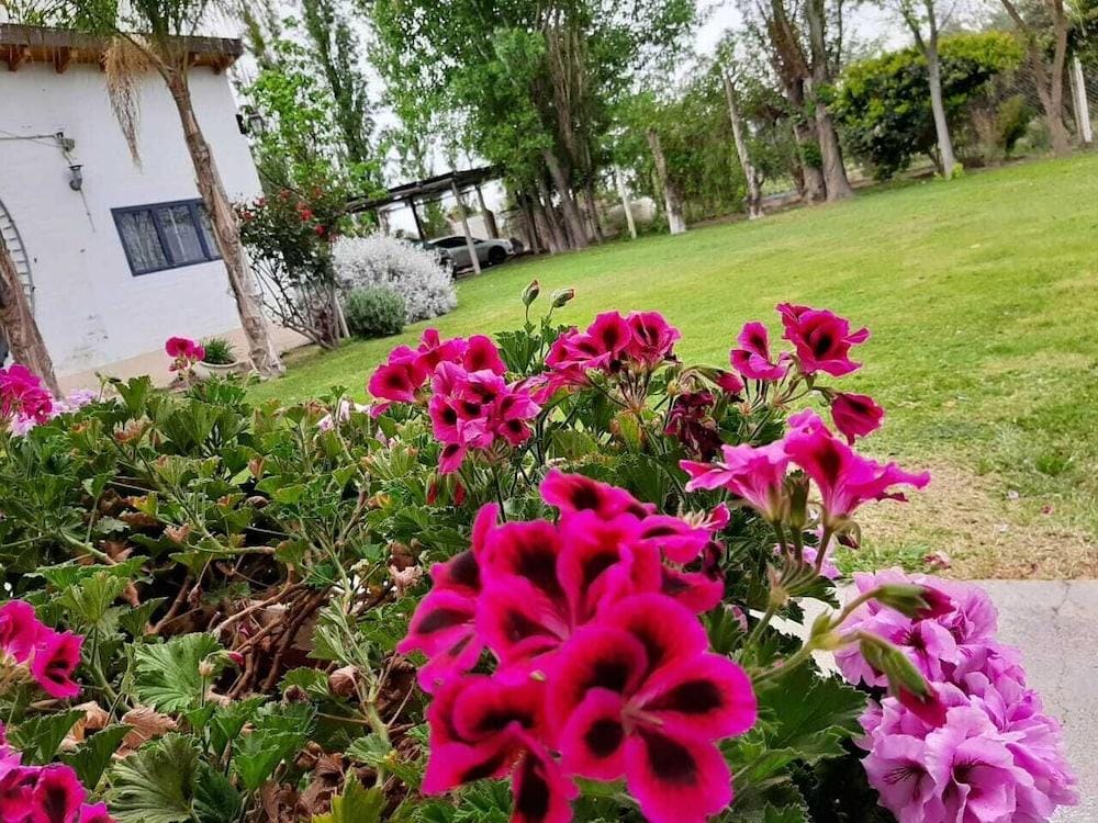 Olivos Del Sol
