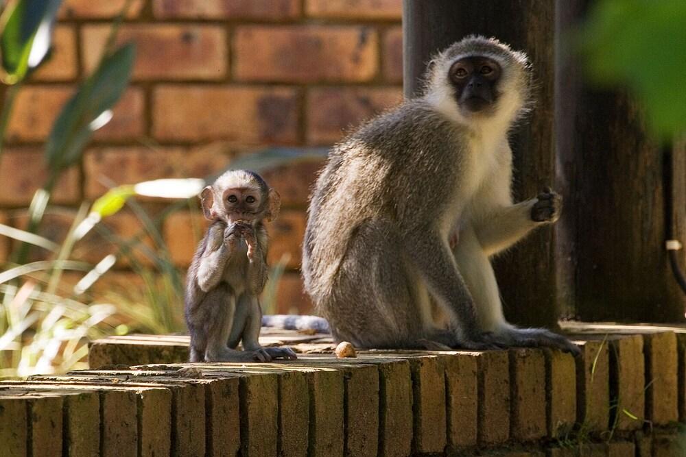 Cambalala - Kruger Park Lodge