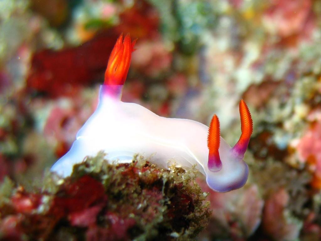 Penida Dive Resort