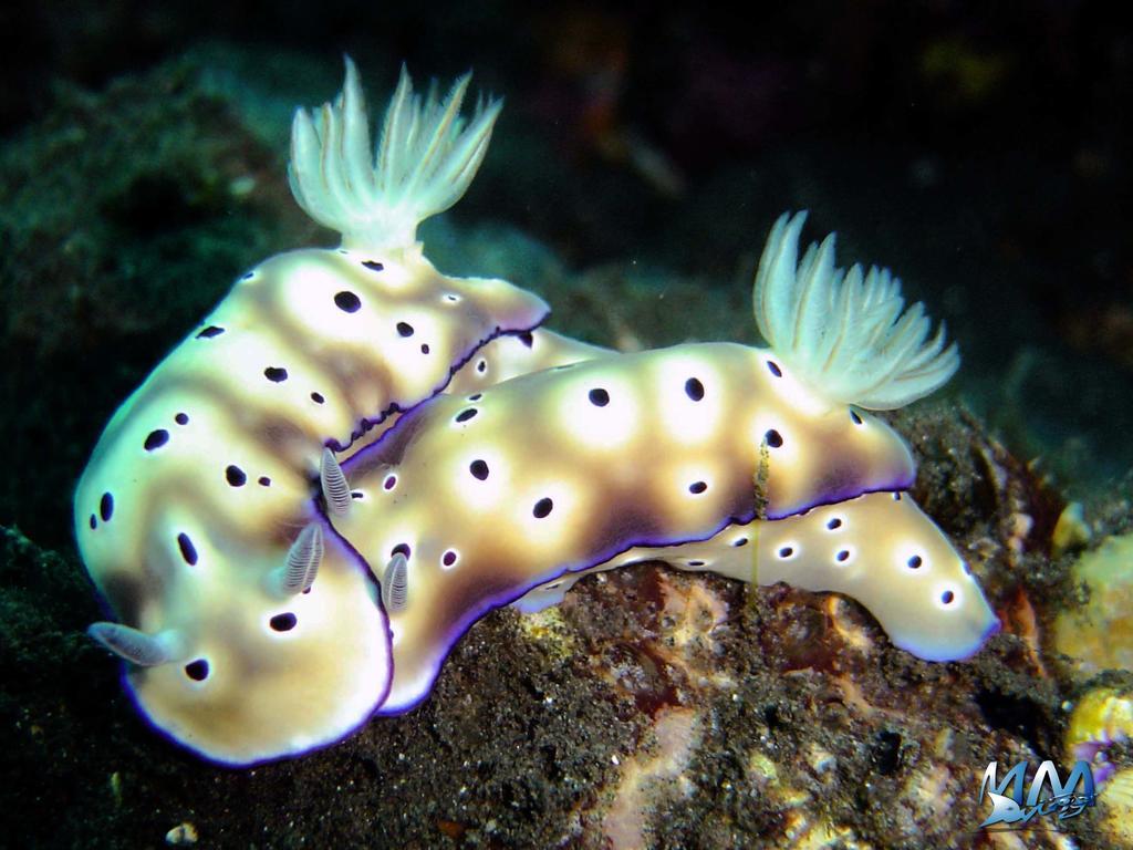 Penida Dive Resort