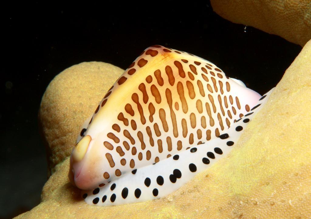 Penida Dive Resort