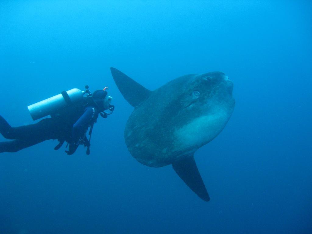 Penida Dive Resort