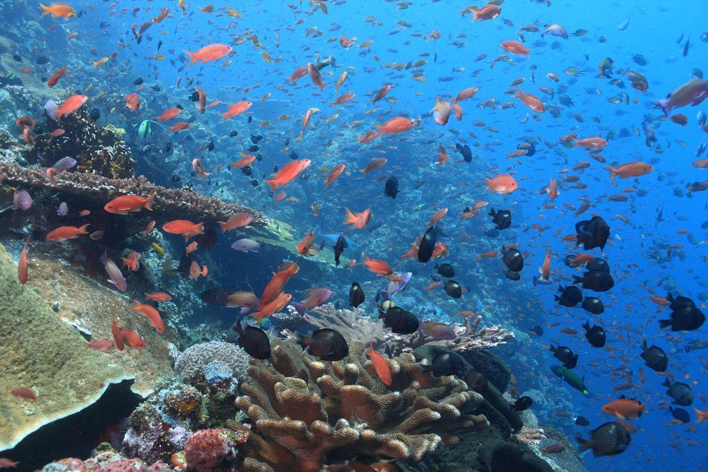 Penida Dive Resort